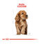 Royal Canin Puppy Cocker pienso para perros, , large indicador imagen numero 4